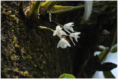 Coelogyne breviscapa